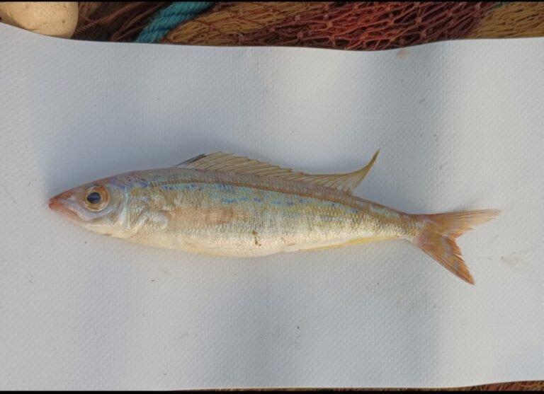 Recuperación y gestión sostenible de artes de pesca tradicional de Ibiza y Formentera